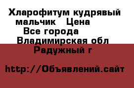 Хларофитум кудрявый мальчик › Цена ­ 30 - Все города  »    . Владимирская обл.,Радужный г.